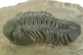 Detailed Reedops Trilobite - Atchana, Morocco #376980