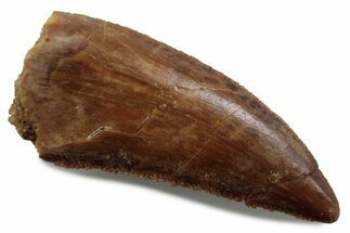 Serrated Raptor Tooth - Real Dinosaur Tooth #376377