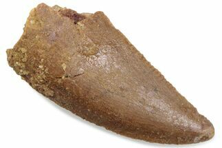 Serrated Raptor Tooth - Real Dinosaur Tooth #376403