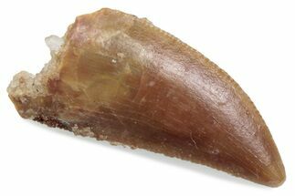 Serrated Raptor Tooth - Real Dinosaur Tooth #376407