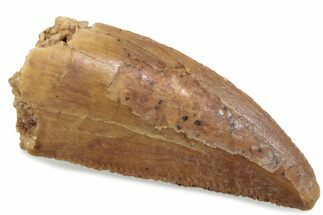 Serrated Raptor Tooth - Real Dinosaur Tooth #376449