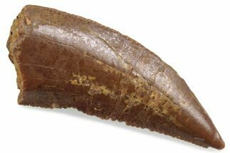 Serrated Raptor Tooth - Real Dinosaur Tooth #376473