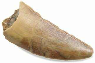 Serrated Raptor Tooth - Real Dinosaur Tooth #376475