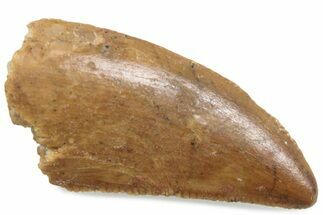 Serrated Raptor Tooth - Real Dinosaur Tooth #376515