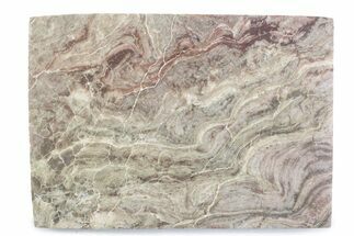Polished, Neoproterozoic Stromatolite (Conophyton) - Morocco #377225