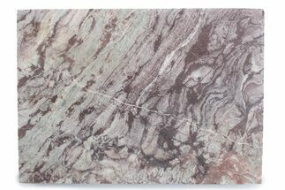 Polished, Neoproterozoic Stromatolite (Conophyton) - Morocco #377228