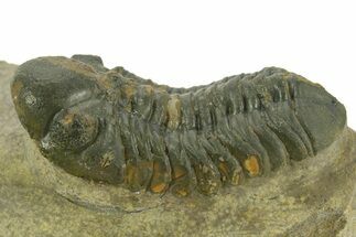 Detailed Reedops Trilobite - Atchana, Morocco #377003