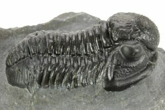 Detailed Gerastos Trilobite Fossil - Morocco #377233