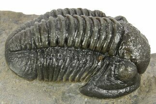 Detailed Gerastos Trilobite Fossil - Morocco #377238