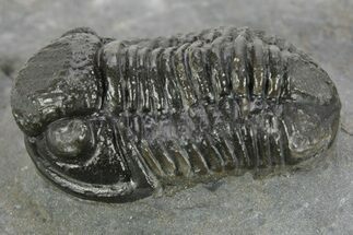 Detailed Gerastos Trilobite Fossil - Morocco #377243
