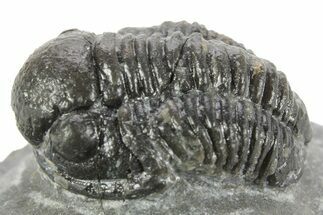 Curled Proetid (Gerastos) Trilobite Fossil - Morocco #377265