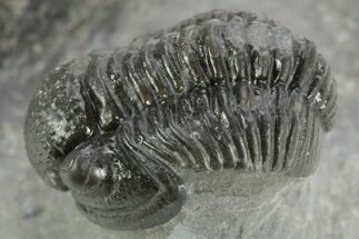 Curled Proetid (Gerastos) Trilobite Fossil - Morocco #377266