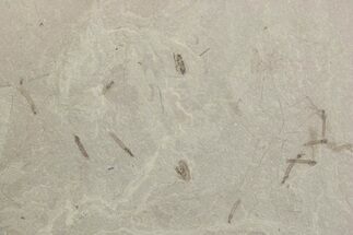 Crane Fly (Tipulidae) Mortality Plate - Green River Formation #377053