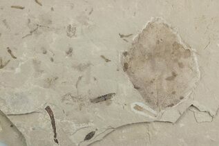 Plant Fossils For Sale