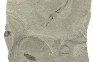 Fossil Leaf with Crane Flies - Green River Formation, Utah #377139