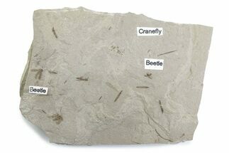 Fossil Insect (Crane Flies & Beetles) Plate - Utah #377172