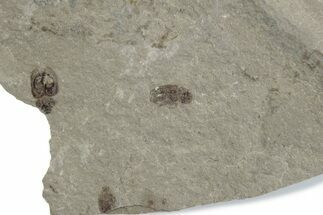 Detailed Fossil Beetle (Coleoptera) - Green River Formation #377191