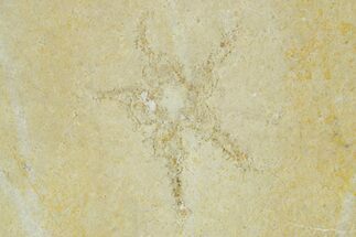 Floating Crinoid (Saccocoma) Fossil - Solnhofen Limestone #377277