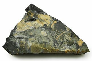 Fossil Seed Fern (Alethopteris) Plate - Pennsylvania #377480