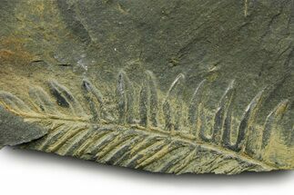 Fossil Seed Fern (Alethopteris) Plate - Pennsylvania #377483