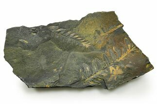 Fossil Seed Fern (Alethopteris & Pecopteris) Plate - Pennsylvania #377514