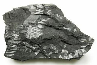 Fossil Seed Fern (Alethopteris & Pecopteris) Plate - Pennsylvania #377516