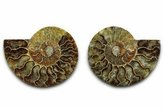 Cut & Polished Ammonite Fossil - Madagascar #377550