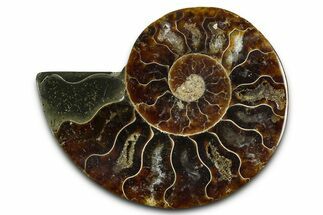 Cut & Polished Ammonite Fossil (Half) - Madagascar #377599
