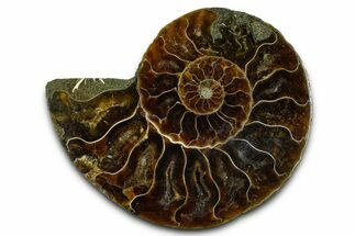 Cut & Polished Ammonite Fossil (Half) - Madagascar #377607