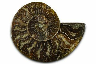 Cut & Polished Ammonite Fossil (Half) - Madagascar #377614