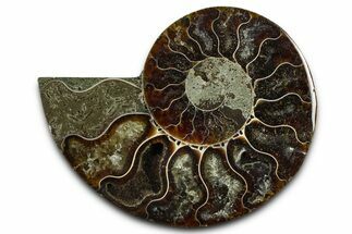 Cut & Polished Ammonite Fossil (Half) - Madagascar #377617