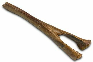 Fossil Hadrosaur (Edmontosaurus) Chevron Bone - Wyoming #377621