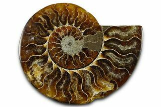 Cut & Polished Ammonite Fossil (Half) - Madagascar #377626