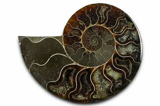 Cut & Polished Ammonite Fossil (Half) - Madagascar #377630