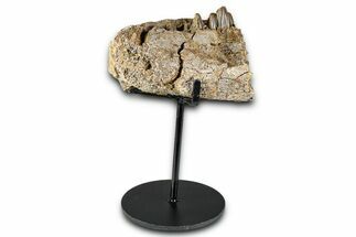 Hadrosaur (Edmontosaurus) Jaw Section with Teeth - Wyoming #377640