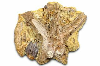 Sandstone with Hadrosaur Teeth, Tendons & Bones - Wyoming #377656
