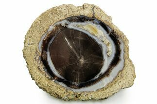 Petrified Wood (Schinoxylon) Round - Blue Forest, Wyoming #377574