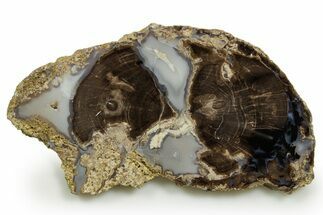 Petrified Wood (Schinoxylon) Round - Blue Forest, Wyoming #377588