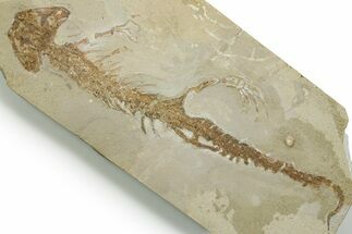 Fossil Salamander (Chelotriton) - Gračanica, Bosnia #377560
