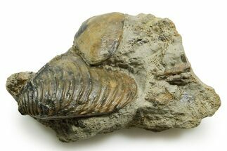 Jurassic Fossil Bivalve (Trigonia) with Clam - Germany #377589