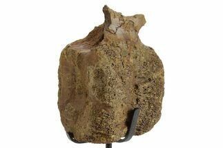Hadrosaur (Edmontosaurus) Caudal Vertebra w/ Stand - Wyoming #377730