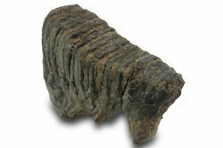 Fossil Woolly Mammoth Molar - Siberia #377770