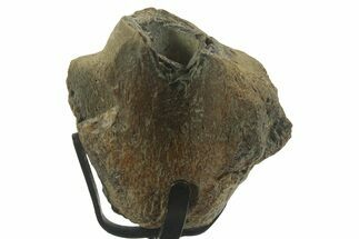 Fossil Mosasaur Jaw Section with Metal Stand - Texas #377841