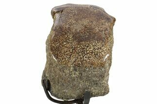Fossil Dinosaur Bone Section w/ Metal Stand - Texas #377873
