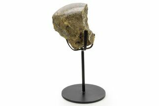 Fossil Dinosaur Bone Section w/ Metal Stand - Texas #377874