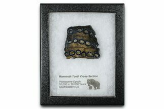 Mammoth Molar Slice With Case - South Carolina #377779