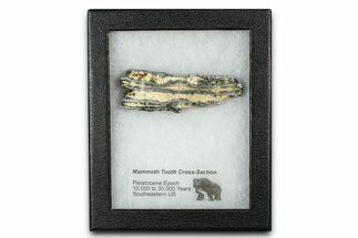 Mammoth Molar Slice With Case - South Carolina #377786