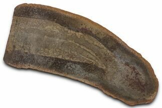Partial Tully Monster (Tullimonstrum) - Mazon Creek #377817