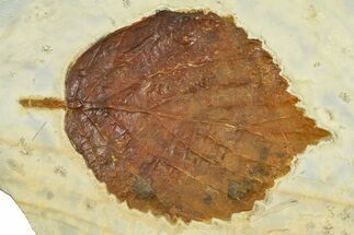 Paleocene Fossil Leaf (Davidia) - Montana #377872