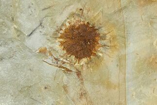 Paleocene Fossil Infructescence (Macginicarpa) - Montana #377896